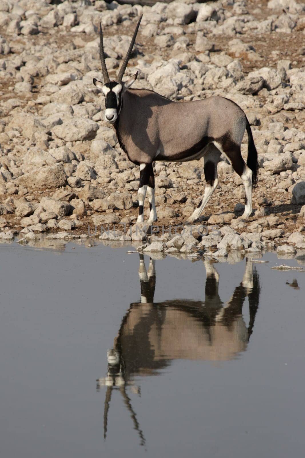 Oryx at the waterhole