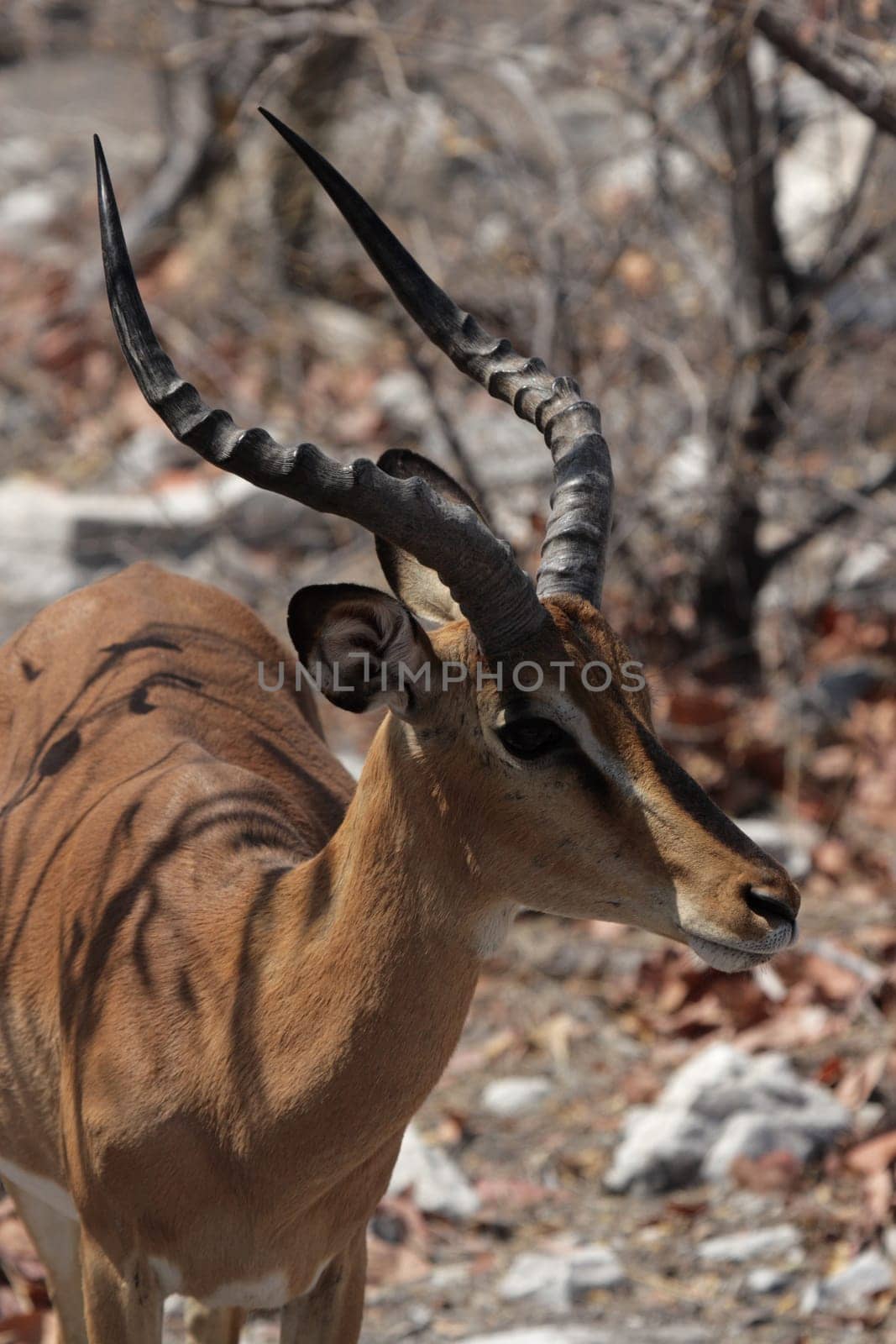 Black-nosed impala