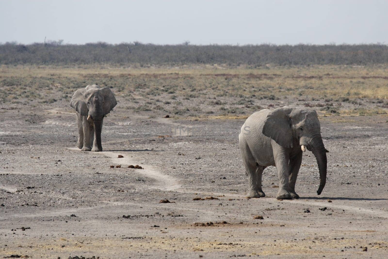 Elephants in Etosha National Park