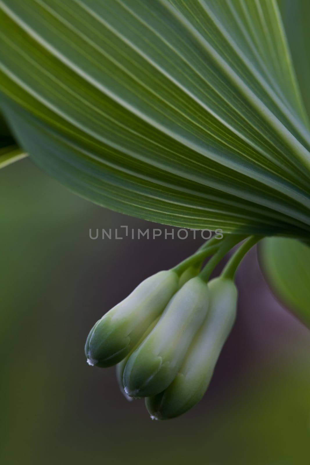 Solomon's Seal