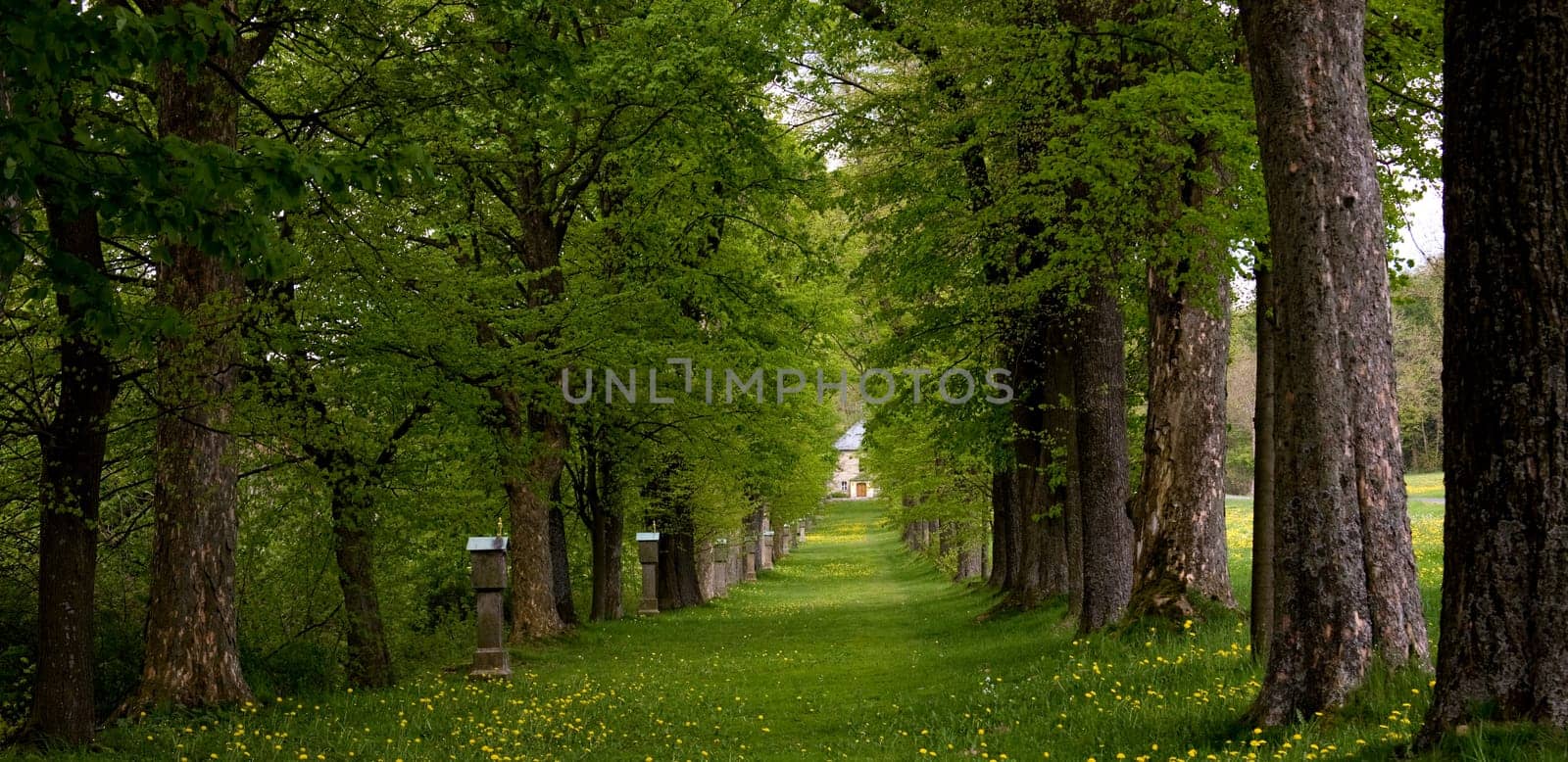 Avenue