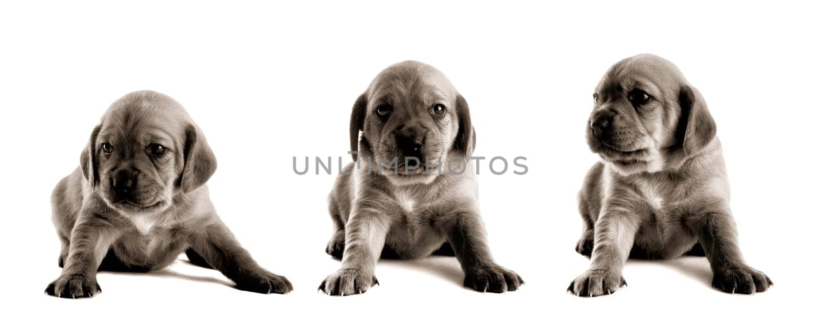 Cute Puppy