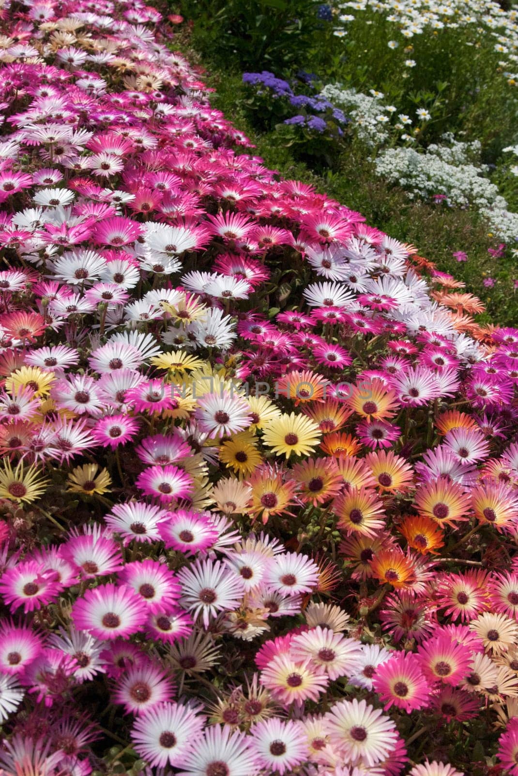 Livingston Daisies