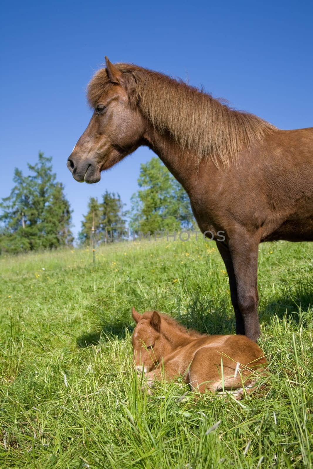 Vigilant Mother