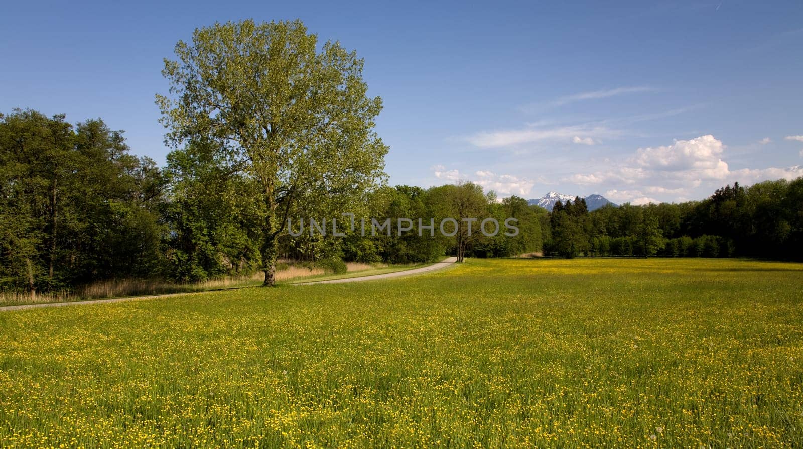 Buttercup Meadow