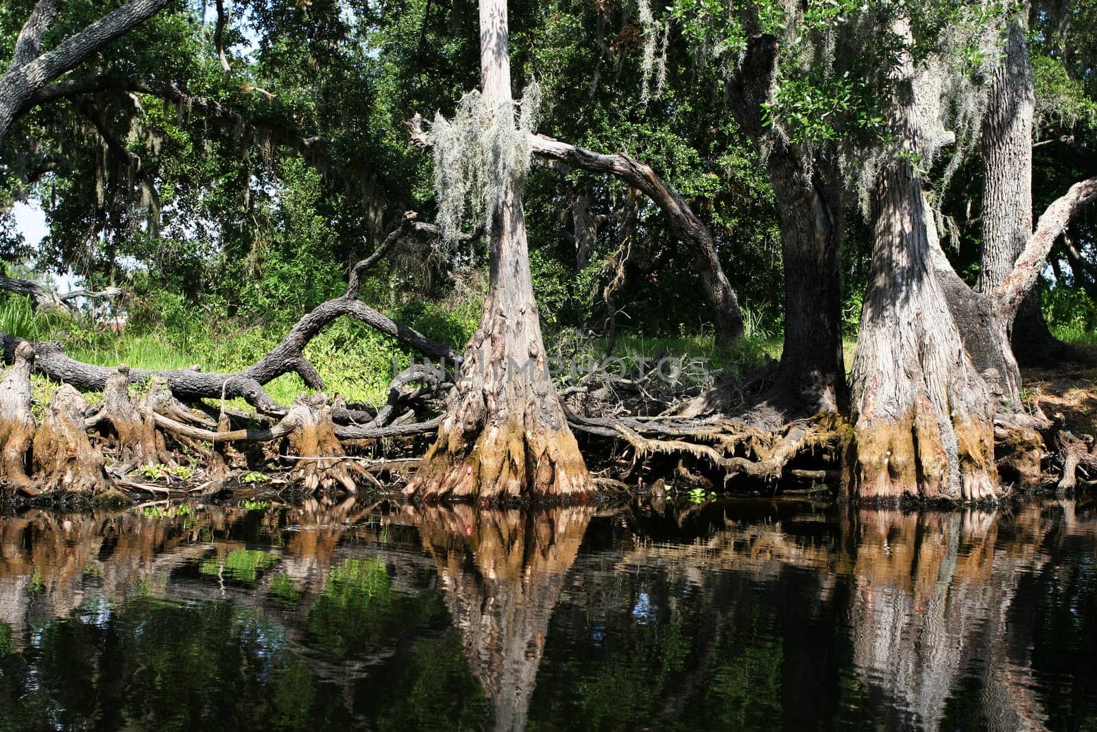 tropical swamp