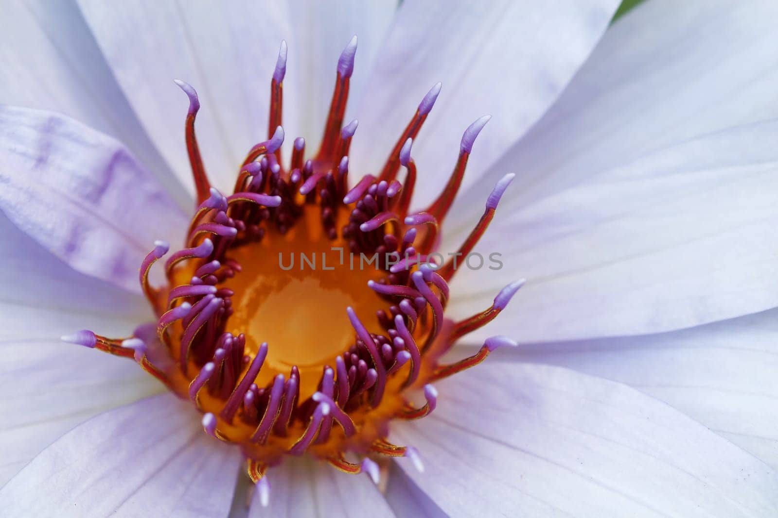 water lily