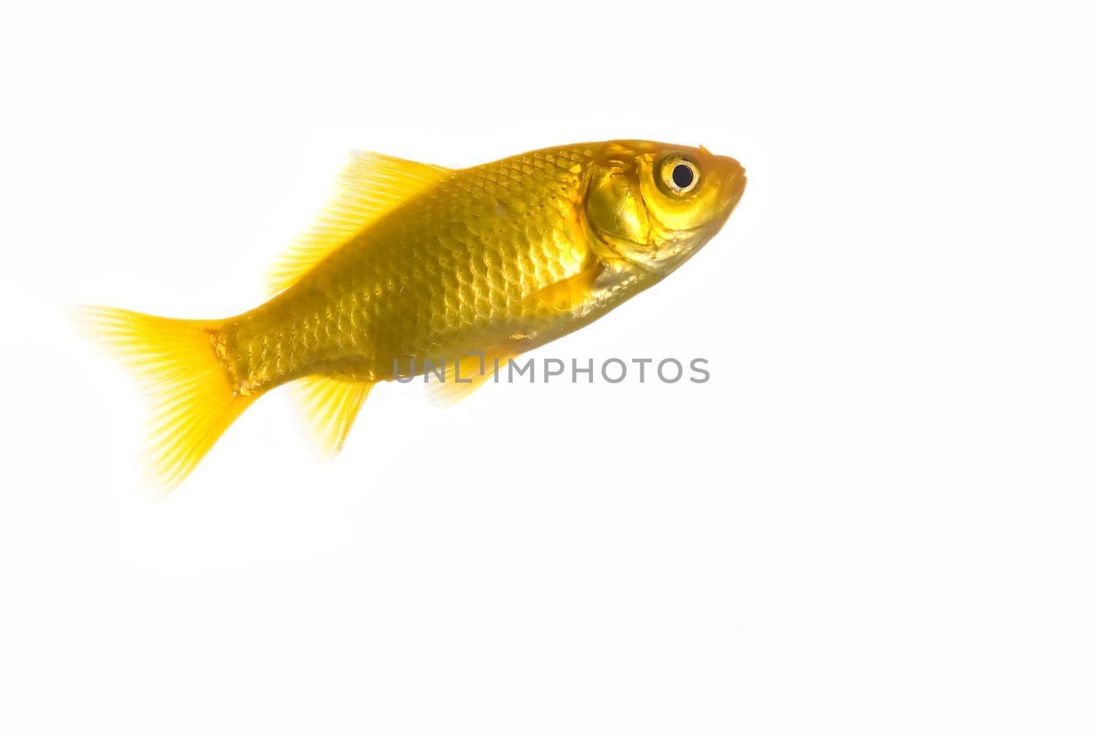 Fish, isolated over white