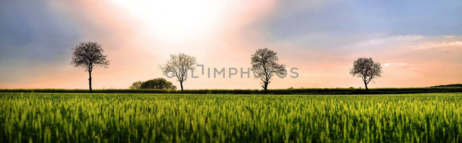 Barley field at sunset