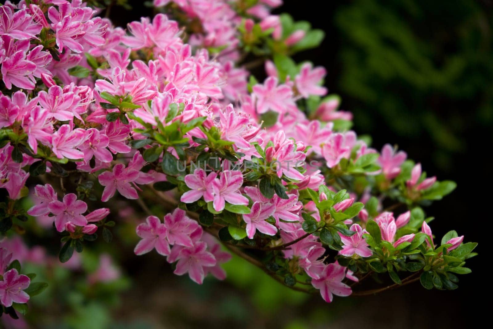 japanese azalea