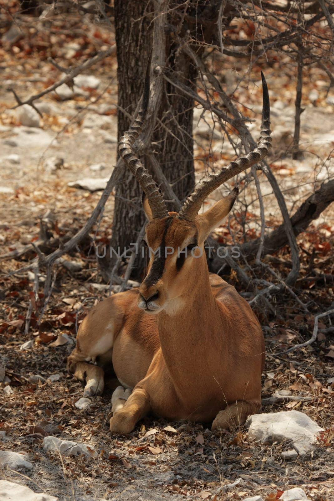 Black-nosed impala