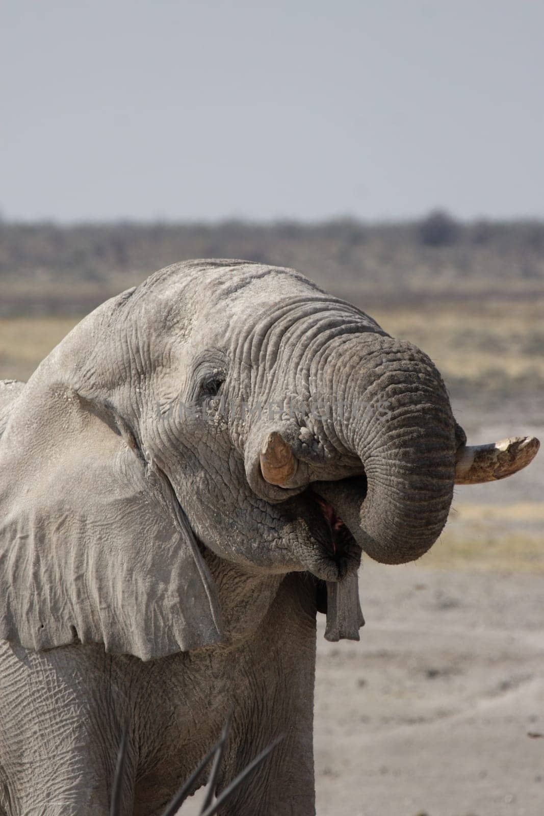 Drinking Elephant