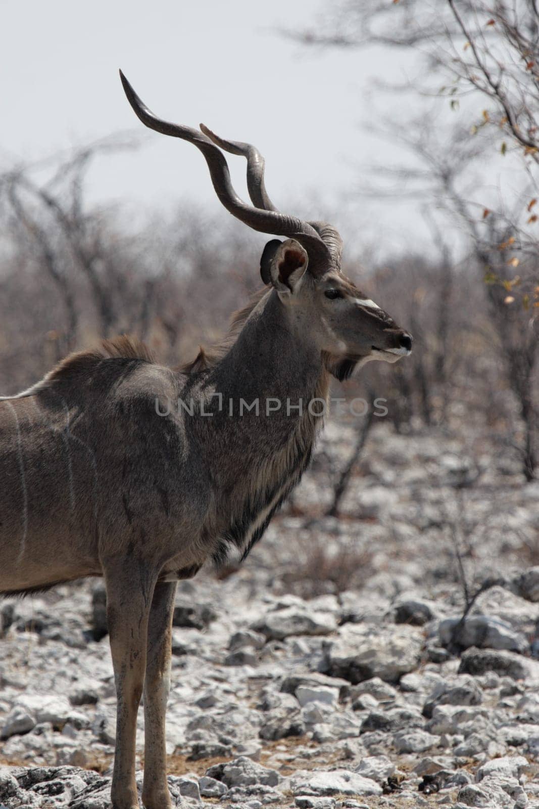 Greater kudu (Tragelaphus strepsiceros)