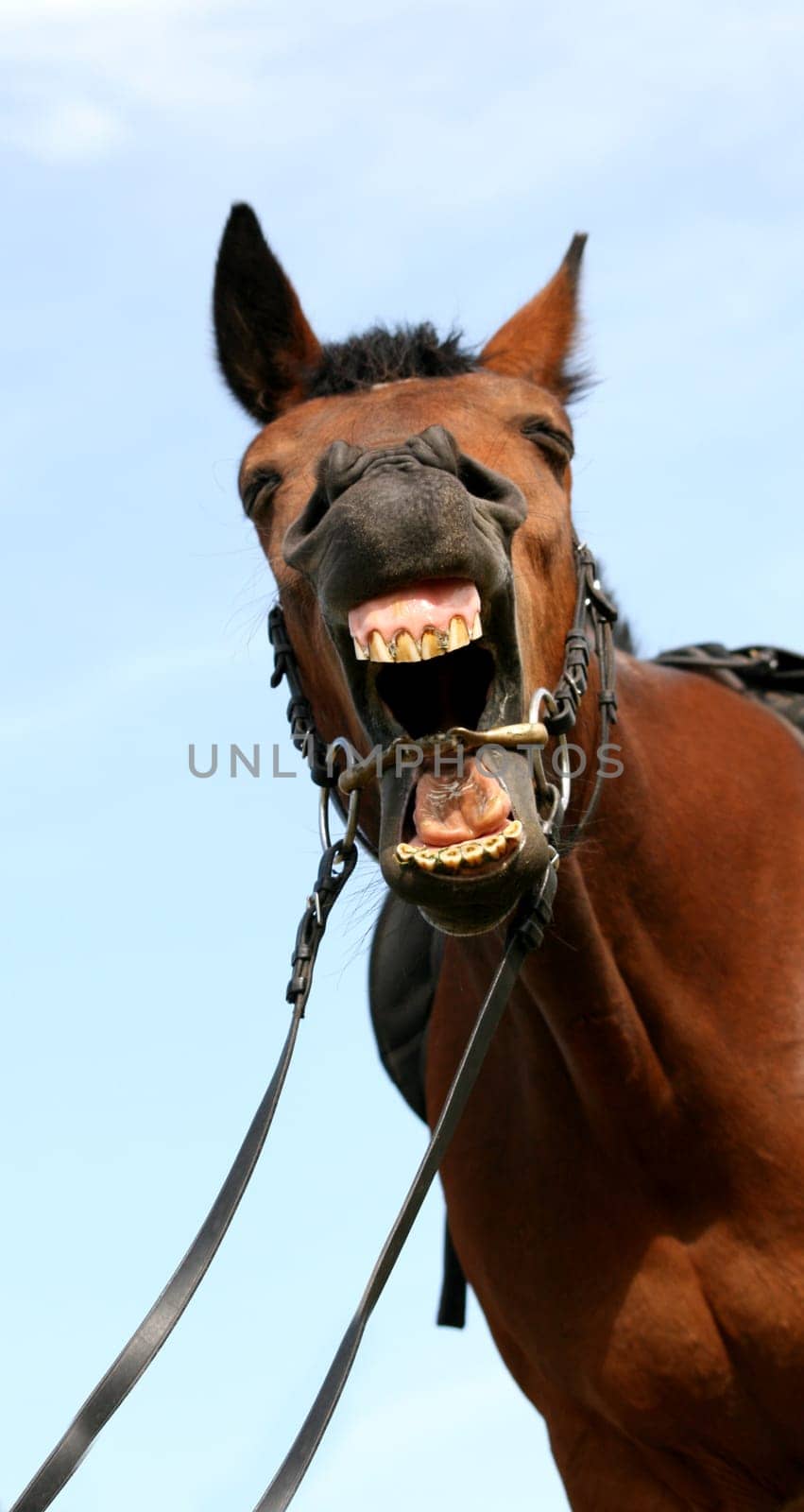 hearty yawn