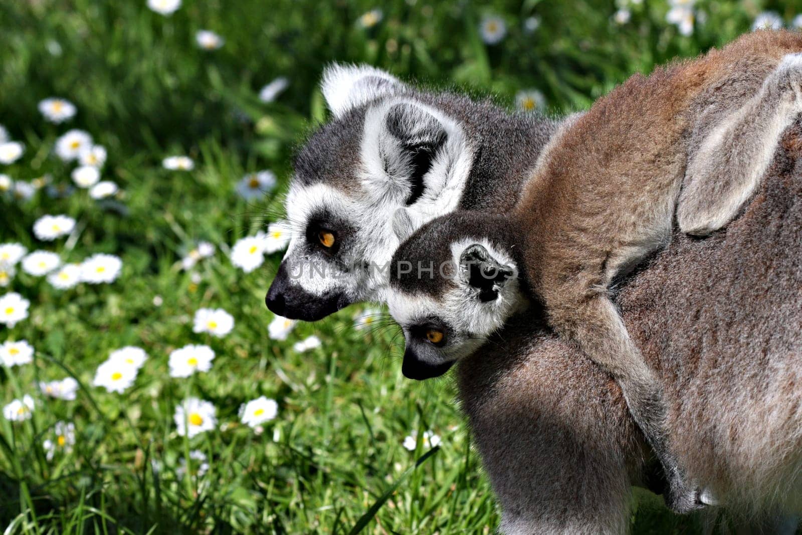 Piggyback