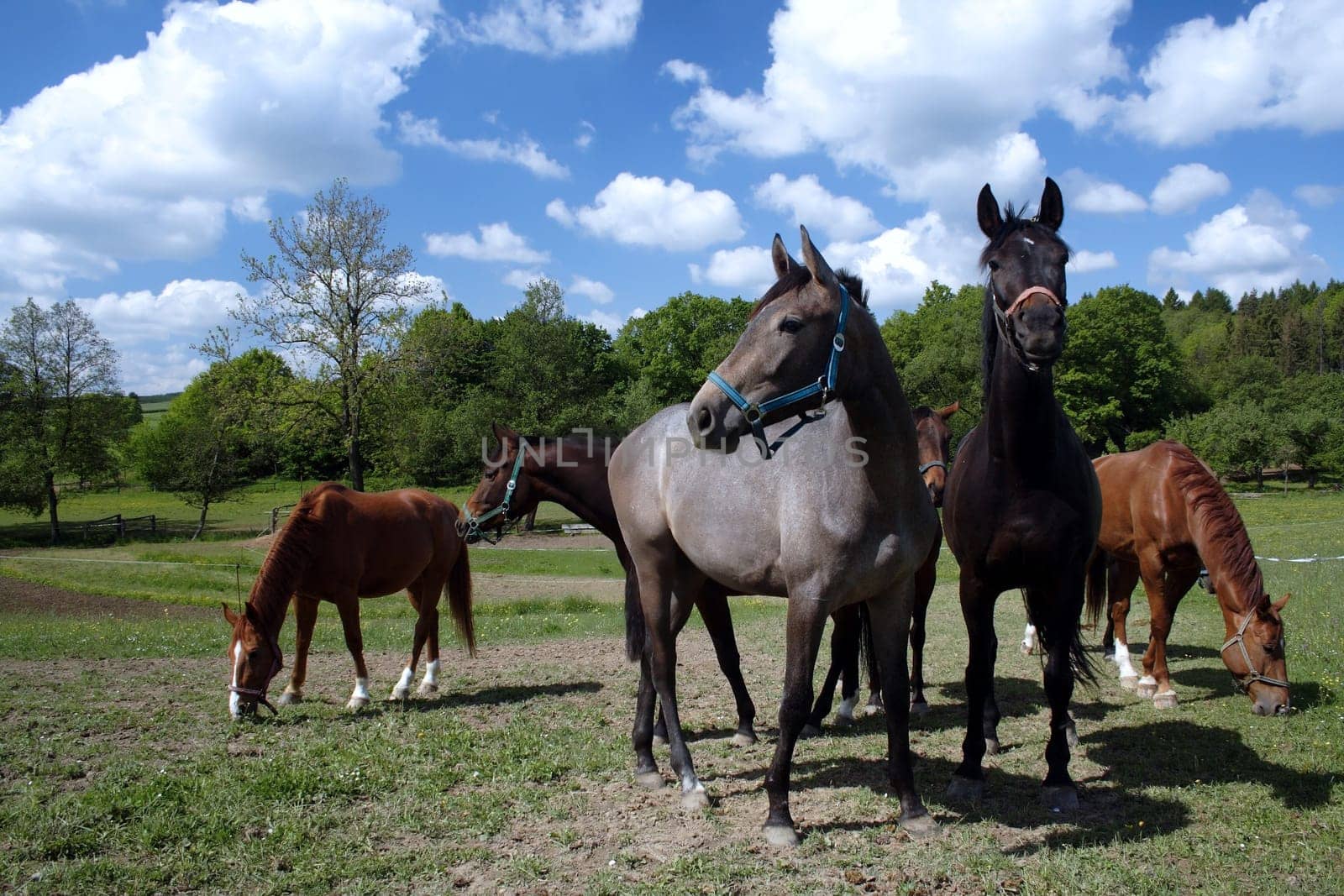 horses grazing on ranch