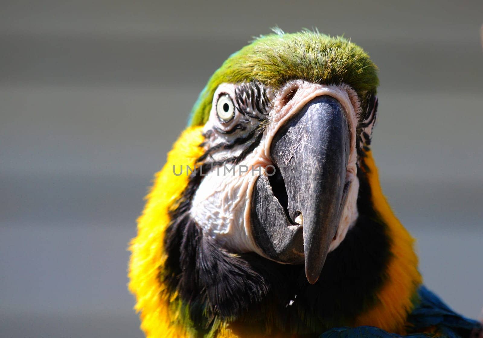 AraPortrait