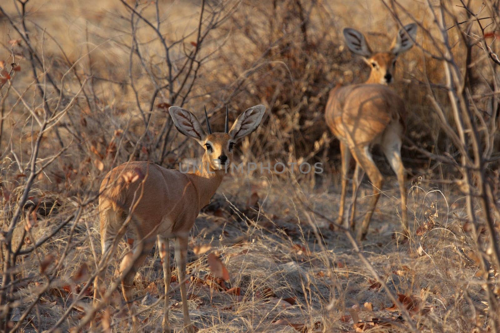 Ibex (Raphicerus campestris) in Etosha National Park,Namibia