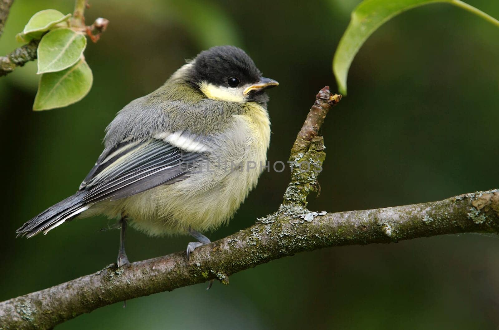Fledged Great - Parus major