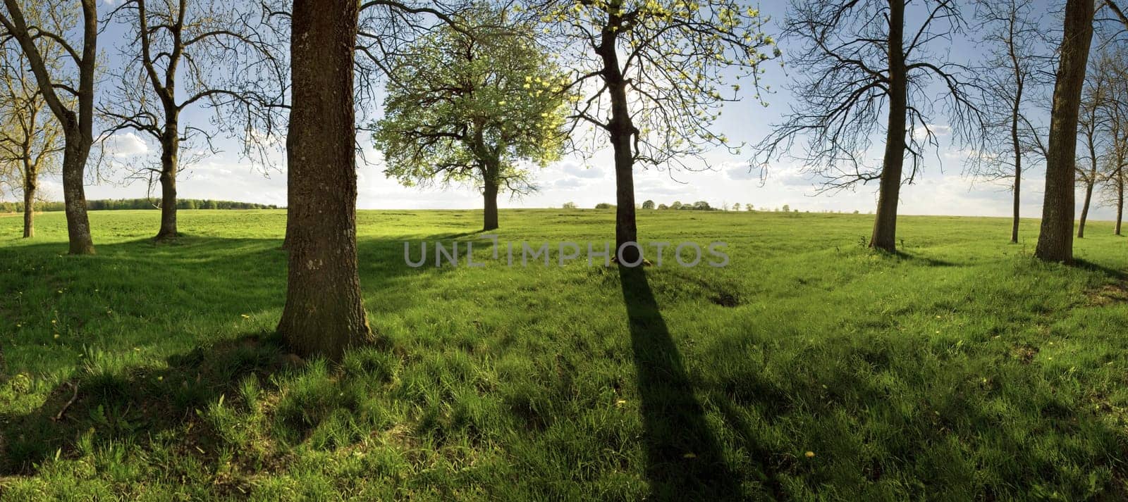 Tree meadow