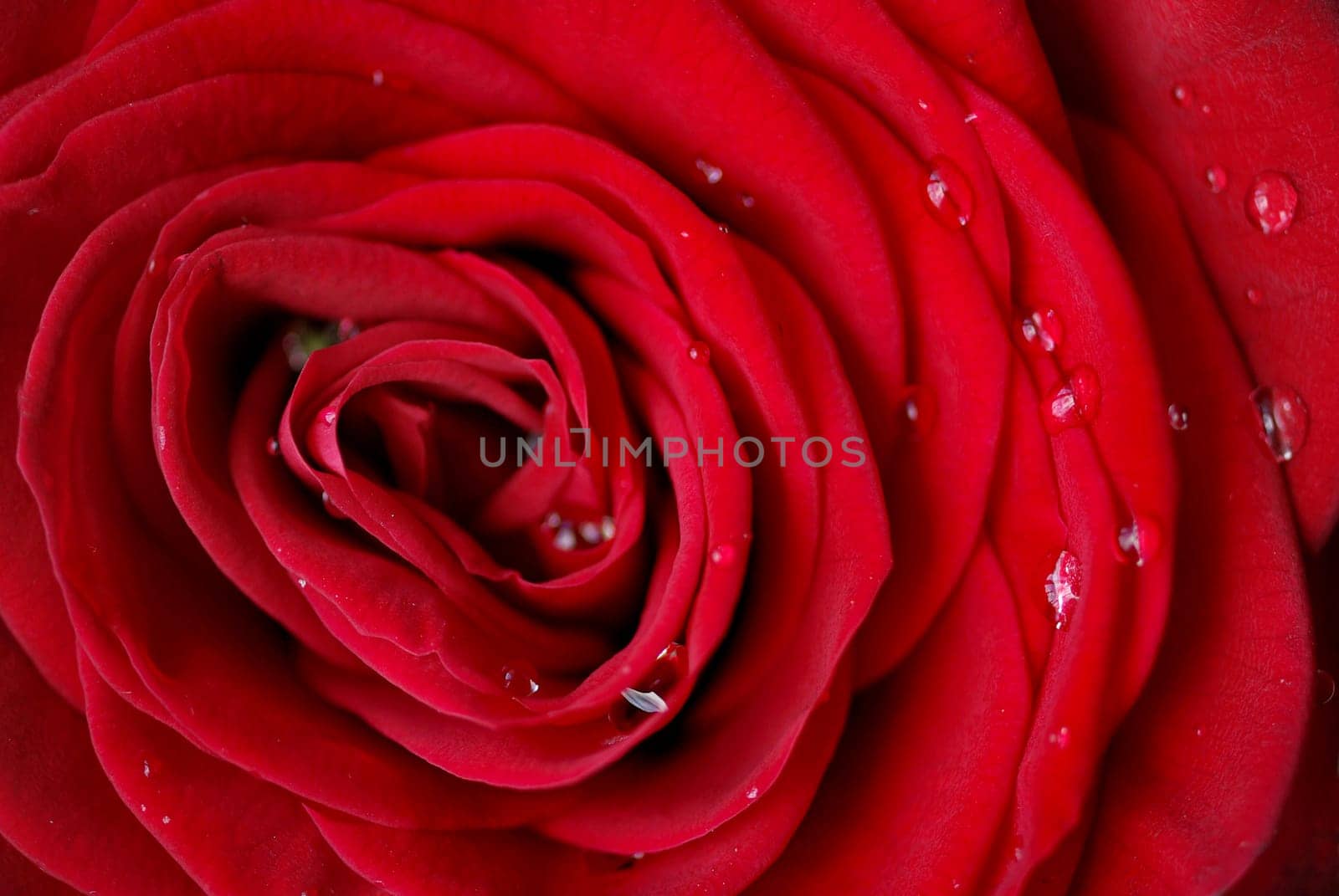 Blood red