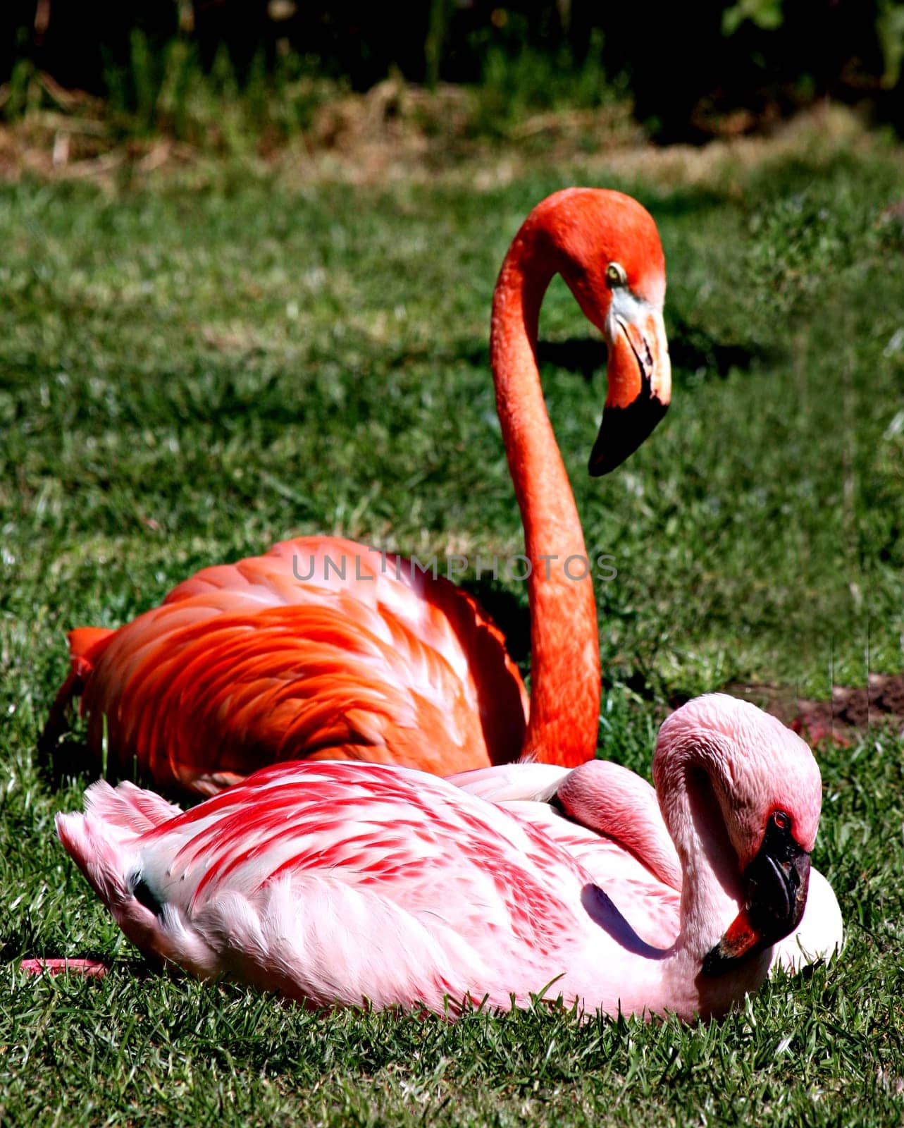 Flamingos