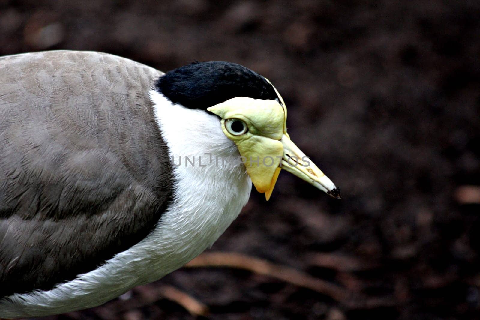 Soldier Lapwing