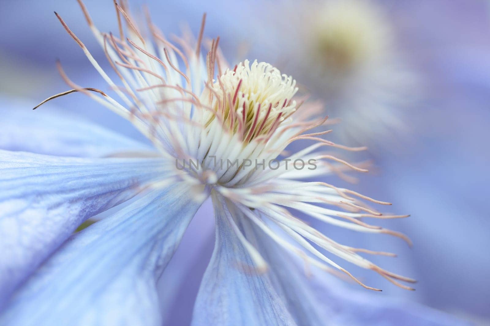 Blossom dream in blue