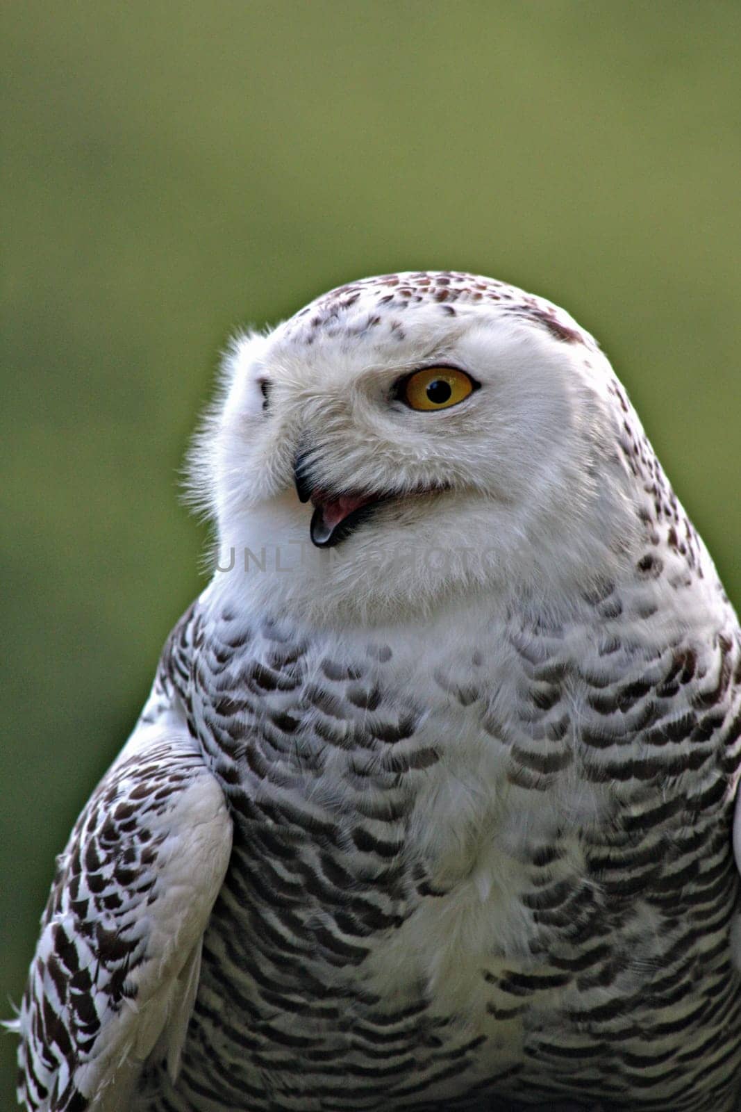 Snow Owl Portrait