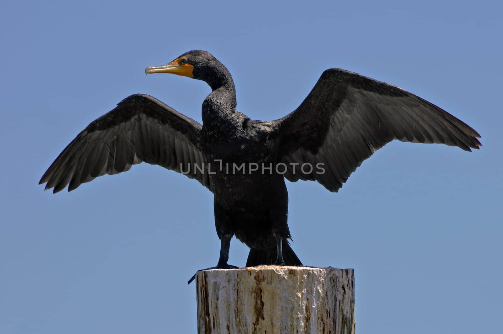 Taken during a kayak trip through the Everglades in South Florida.