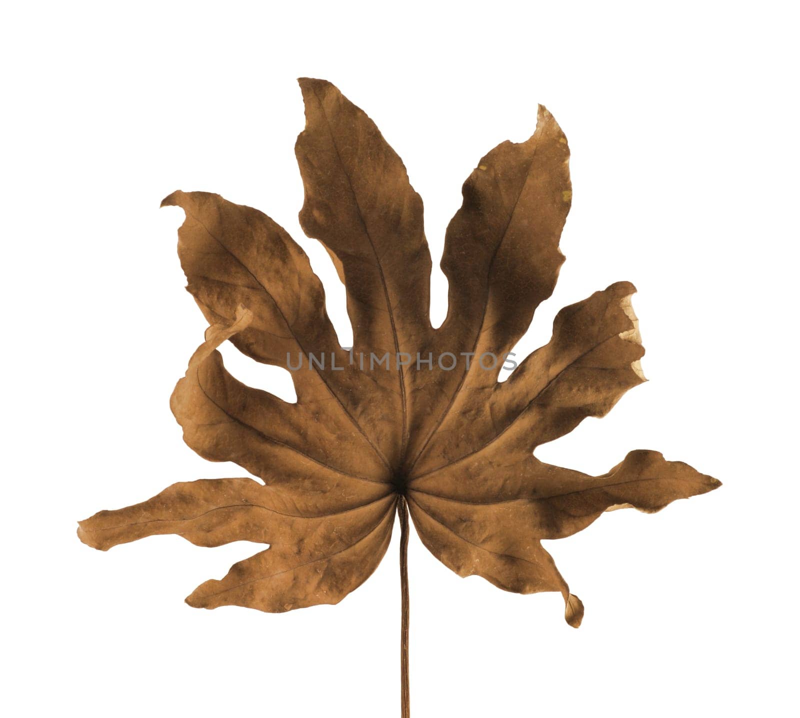 Dry Leaf