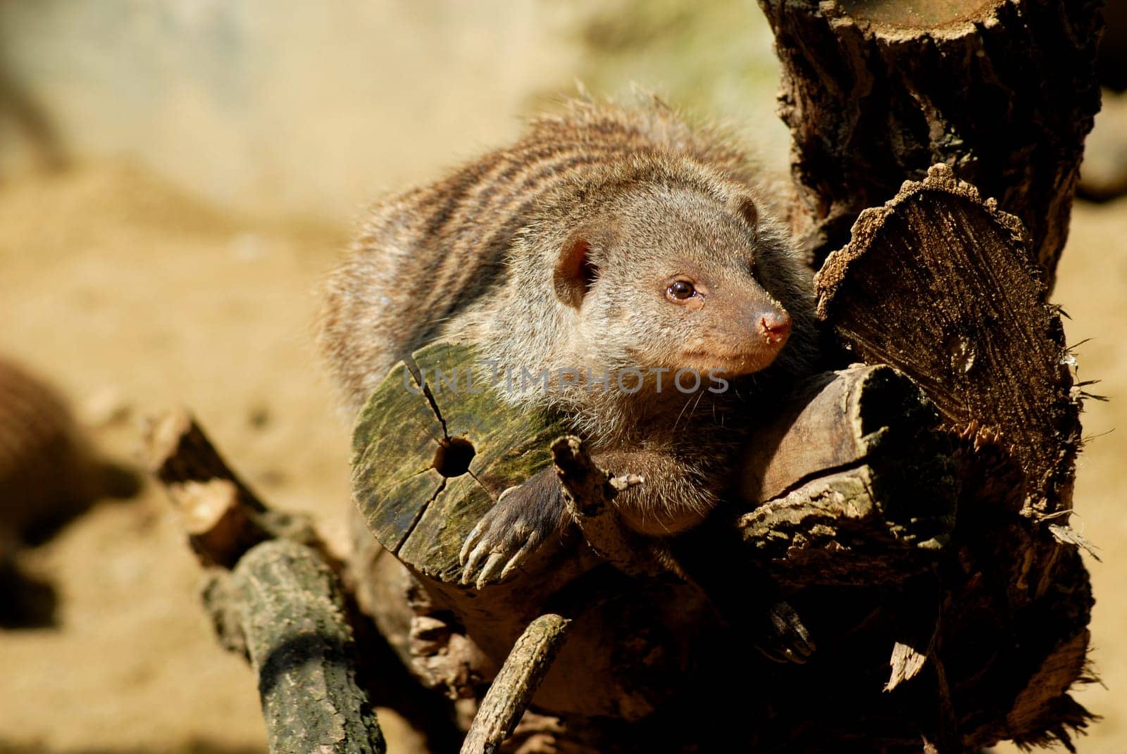 zebra mongoose