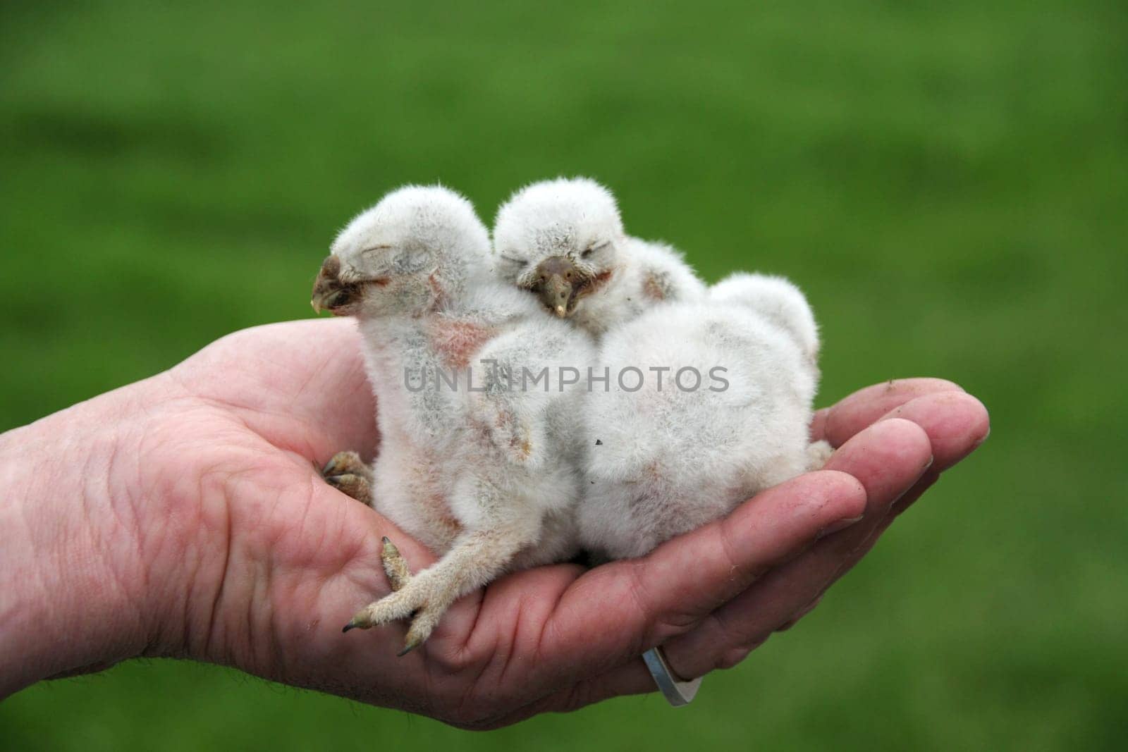 MiniStone Owl