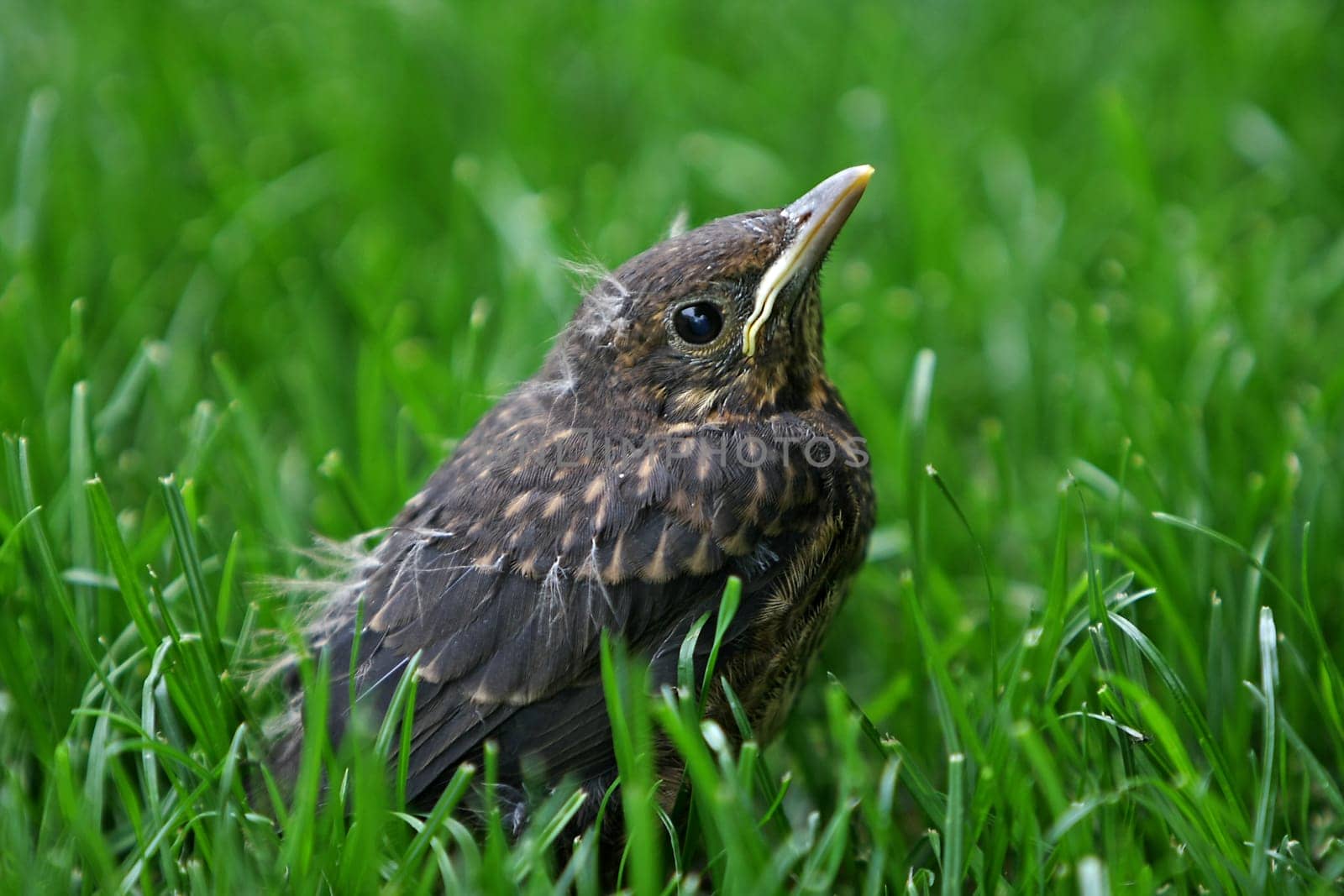 Blackbird chick