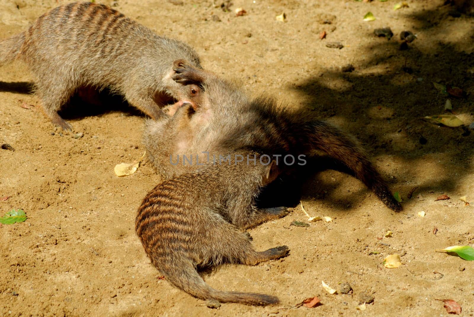 Zebra mongoose