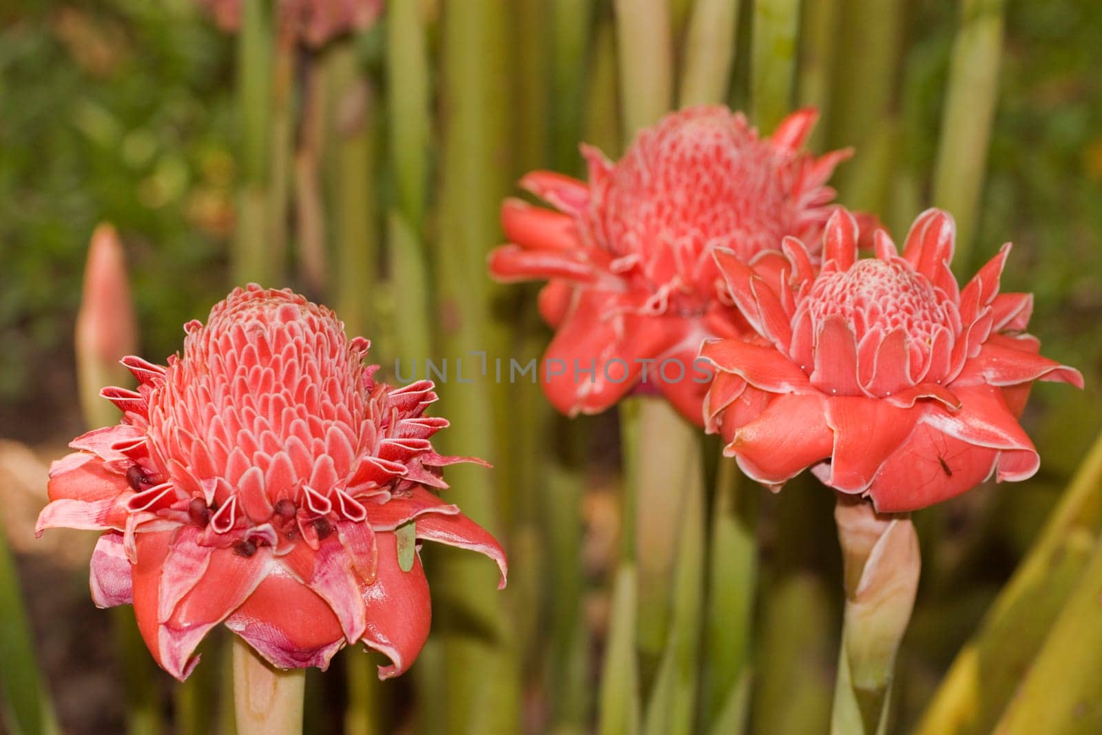 Torch ginger