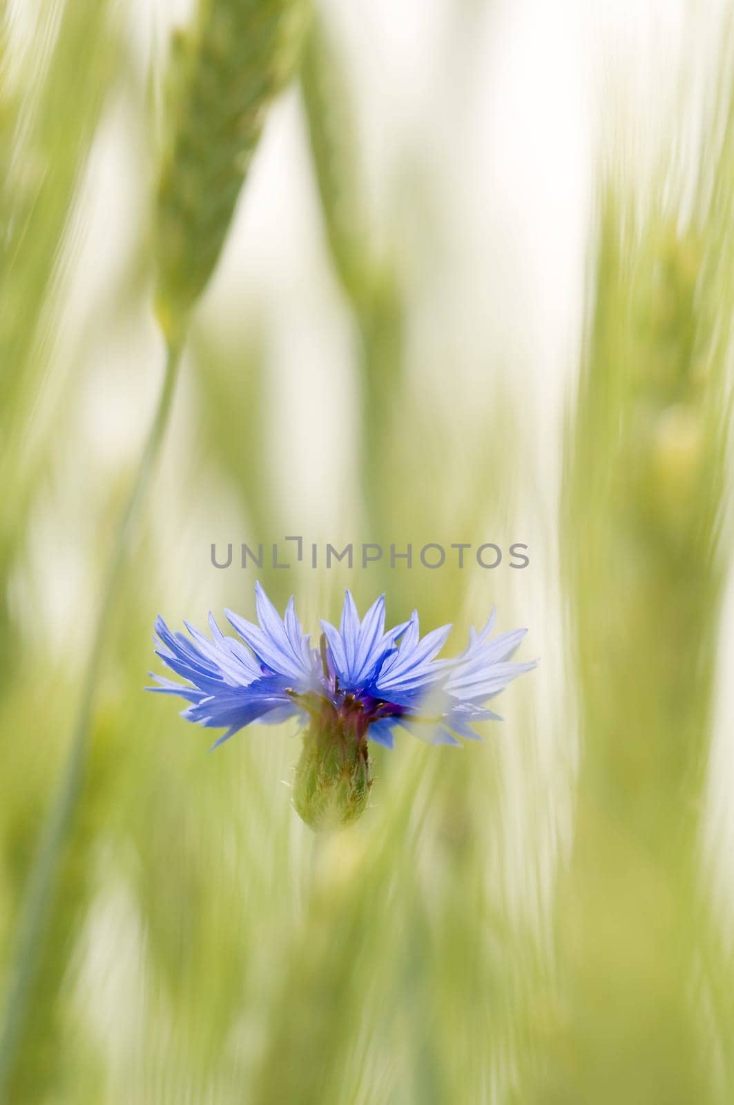 Cornflowers 3