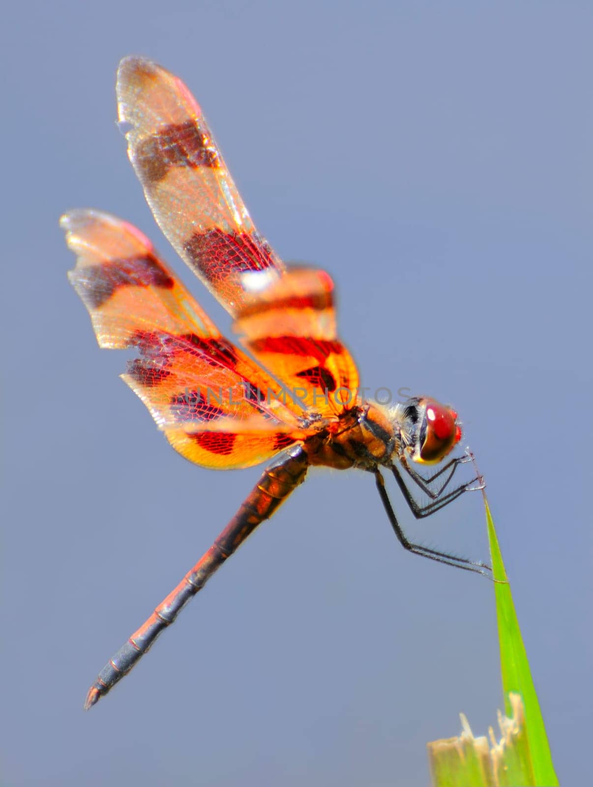 Halloween Pennant
