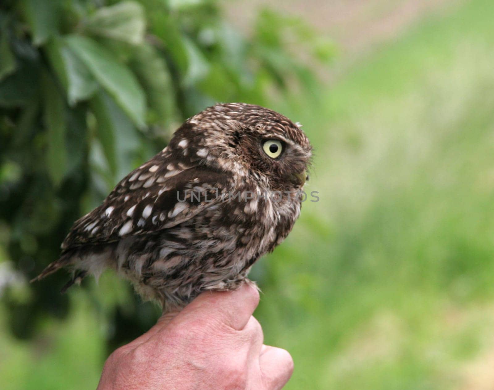 Little owl