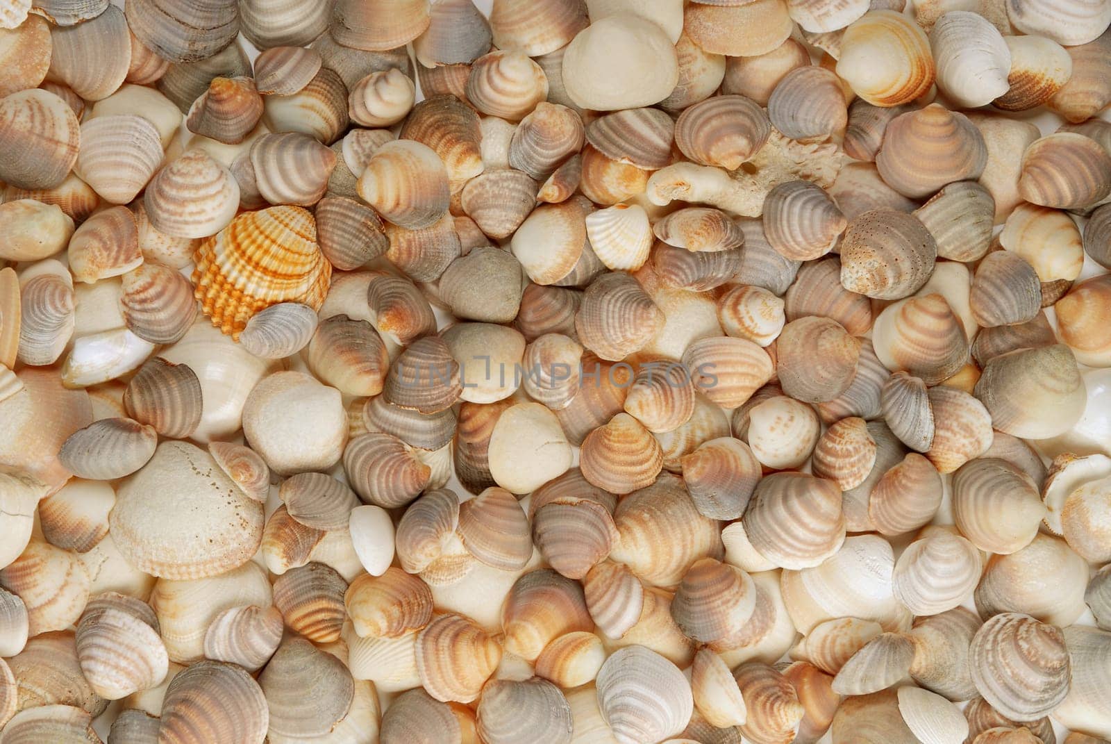Seashell background