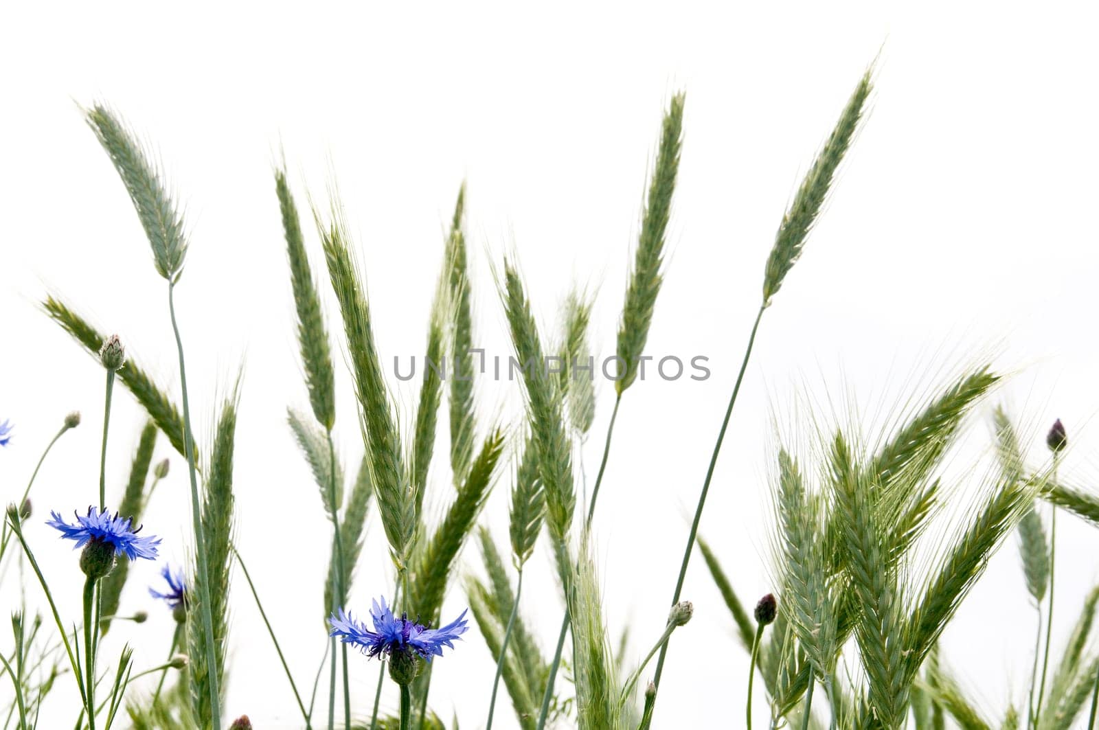 Cornflowers 5