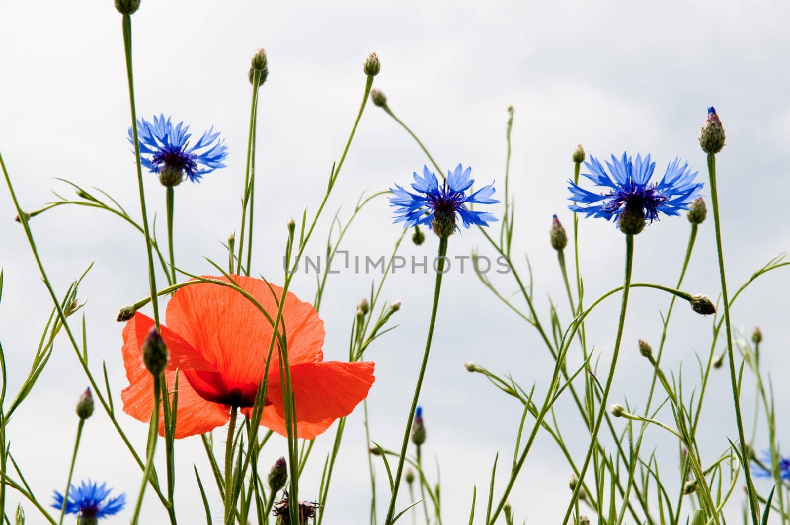 Poppy 3