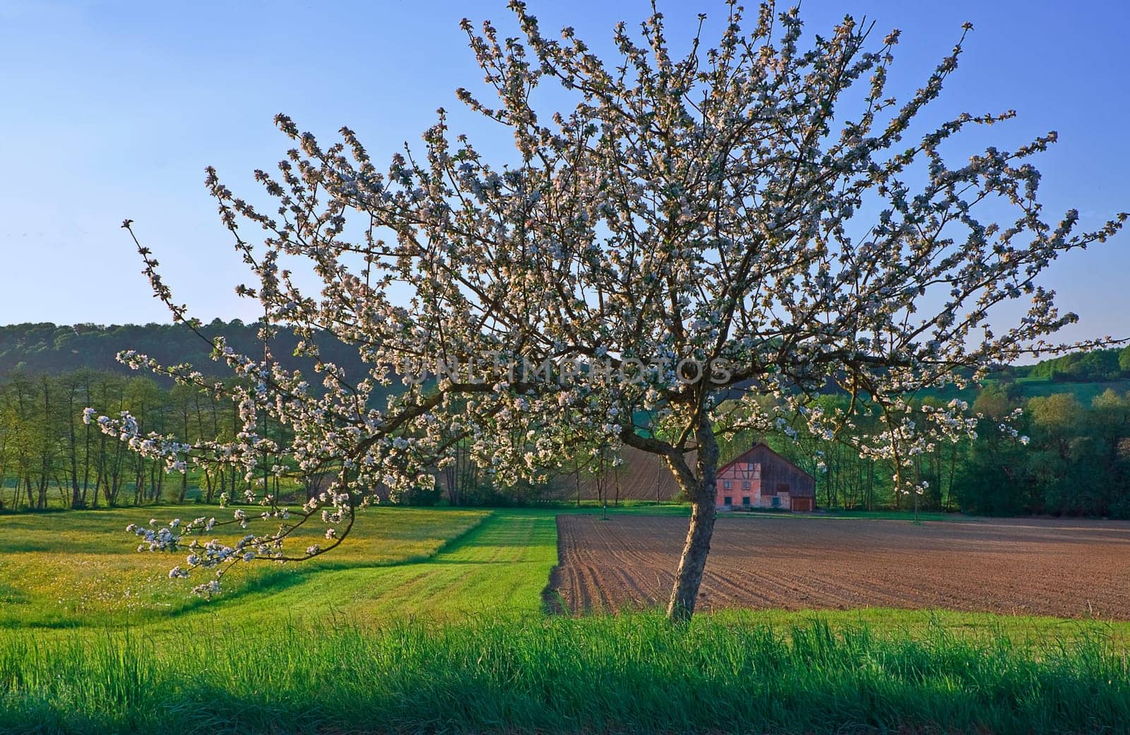 La vielle Ferme en printemps