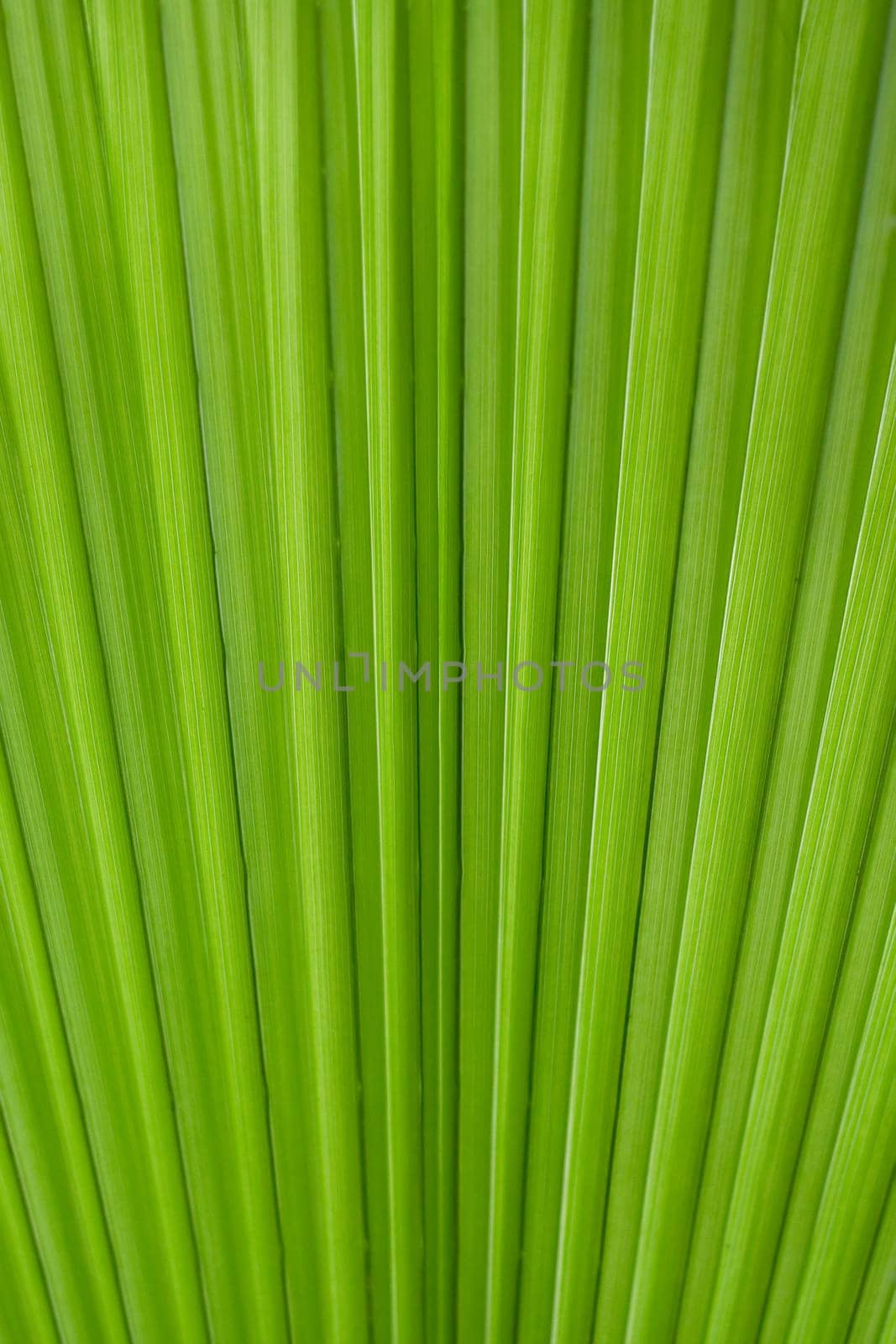 Palm Leaf