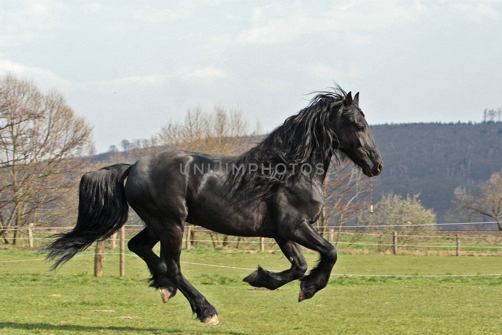 Frisian
