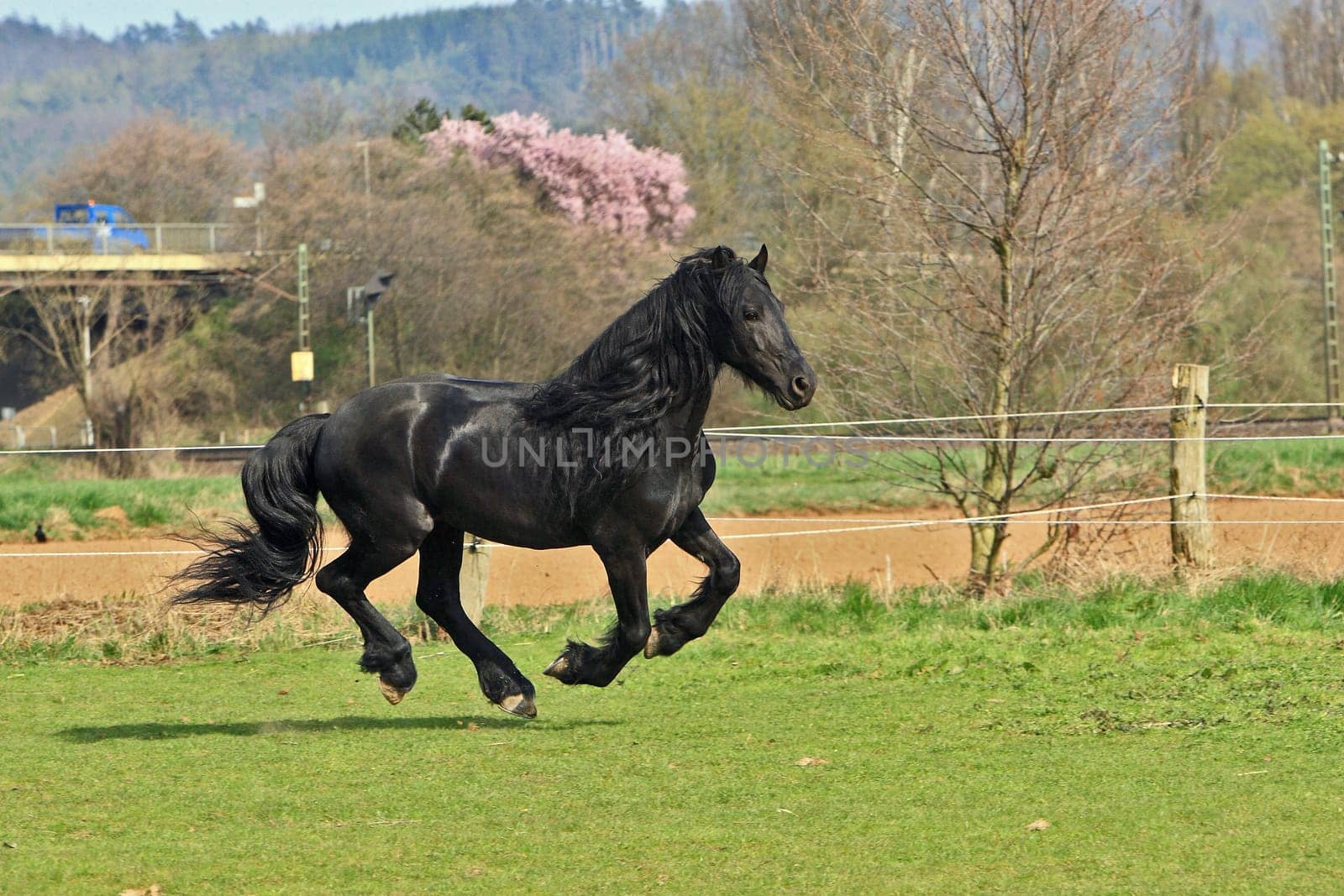 Frisian