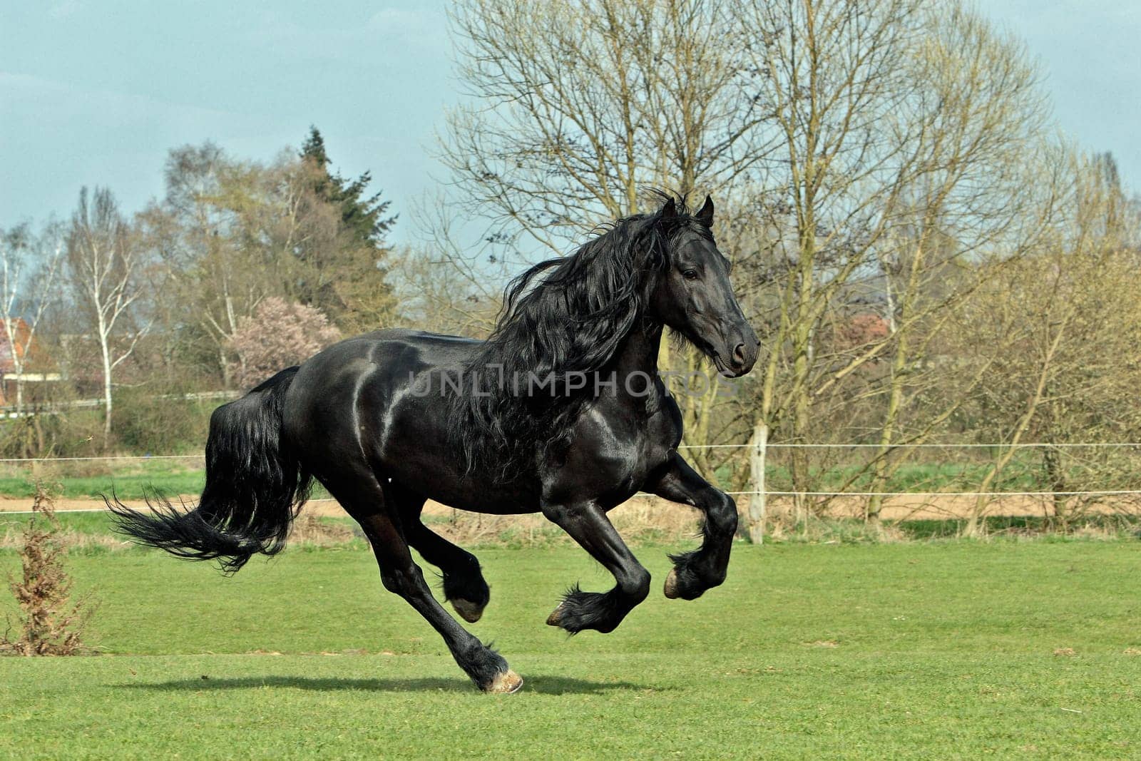 Frisian