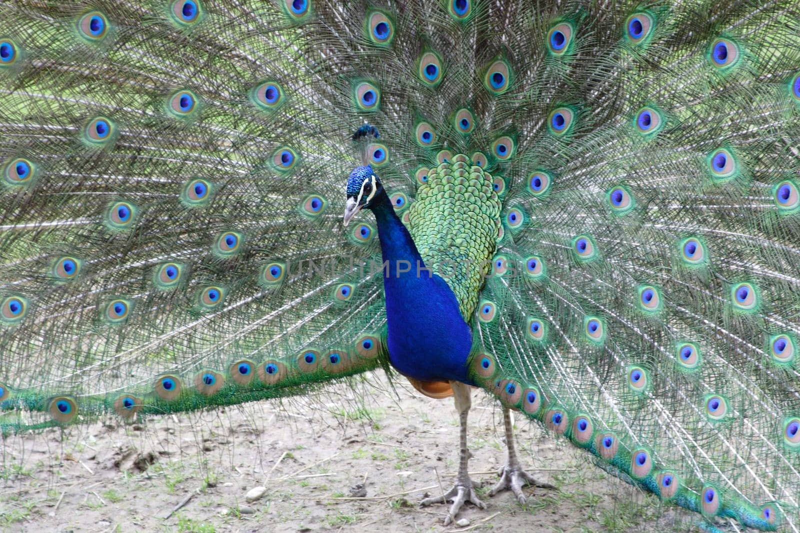 peacock