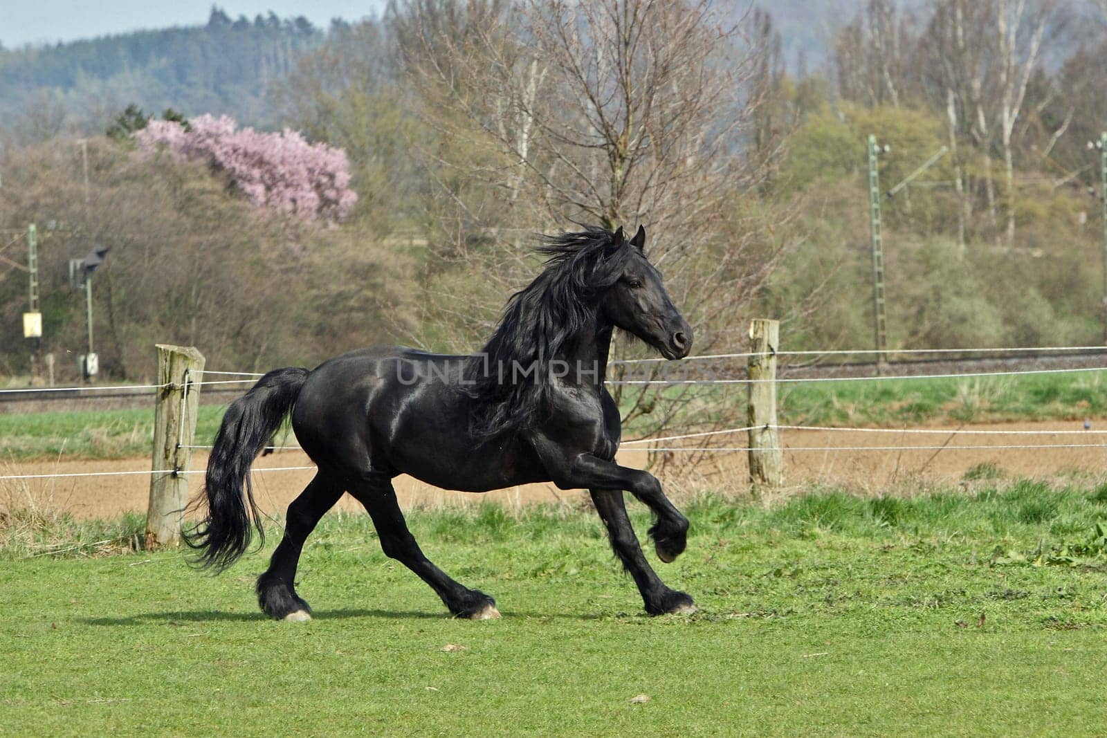 Frisian