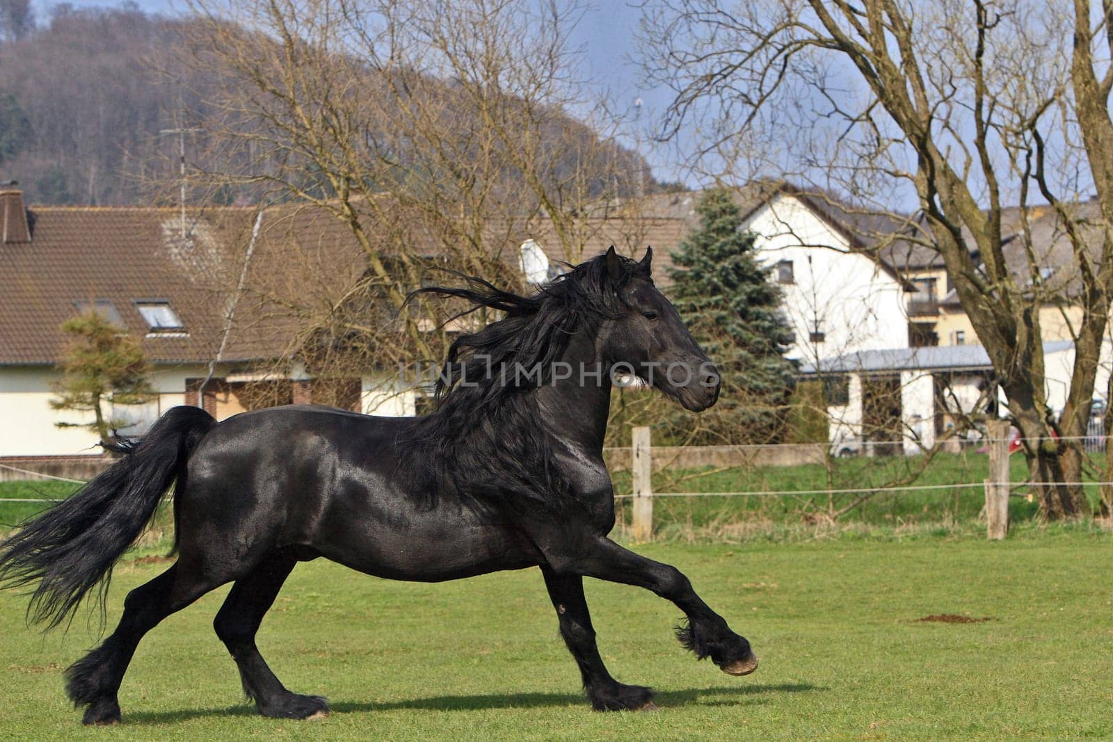 Frisian